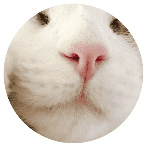 🐱 Стикер «Котики и лапки» для Telegram