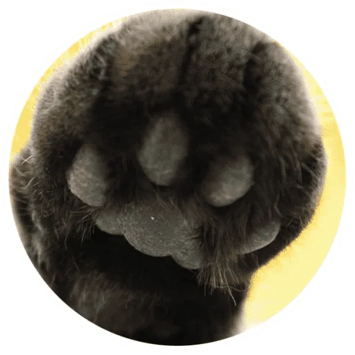 🐱 Стикер «Котики и лапки» для Telegram