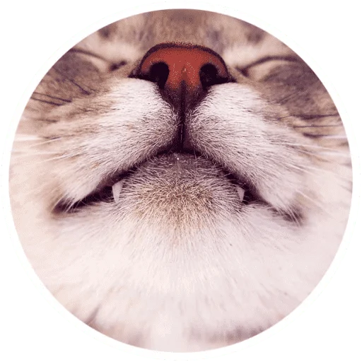 🐱 Стикер «Котики и лапки» для Telegram