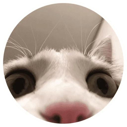 🐱 Стикер «Котики и лапки» для Telegram
