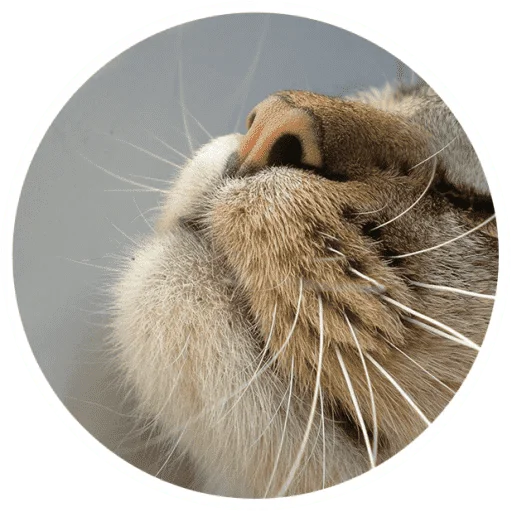 🐱 Стикер «Котики и лапки» для Telegram