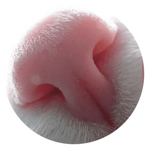 🐱 Стикер «Котики и лапки» для Telegram