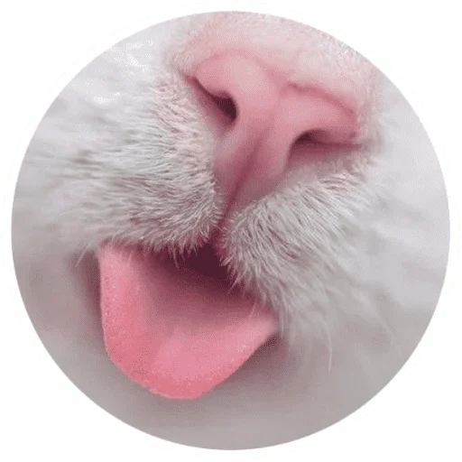 🐱 Стикер «Котики и лапки» для Telegram