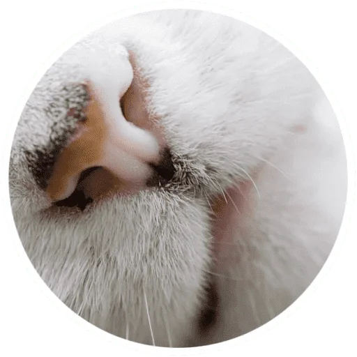 🐱 Стикер «Котики и лапки» для Telegram