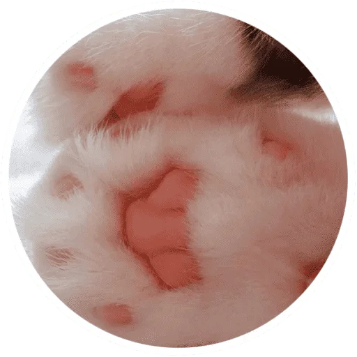🐱 Стикер «Котики и лапки» для Telegram