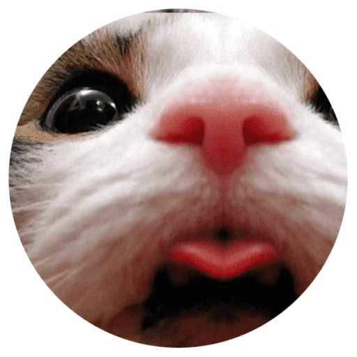 🐱 Стикер «Котики и лапки» для Telegram