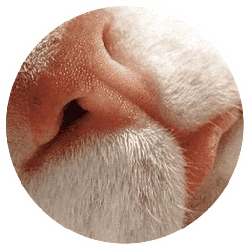 🐱 Стикер «Котики и лапки» для Telegram