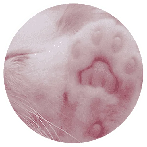 🐱 Стикер «Котики и лапки» для Telegram