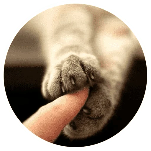 🐱 Стикер «Котики и лапки» для Telegram