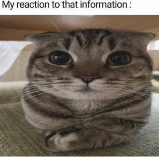 🪰 Стикер «kitties» для Telegram