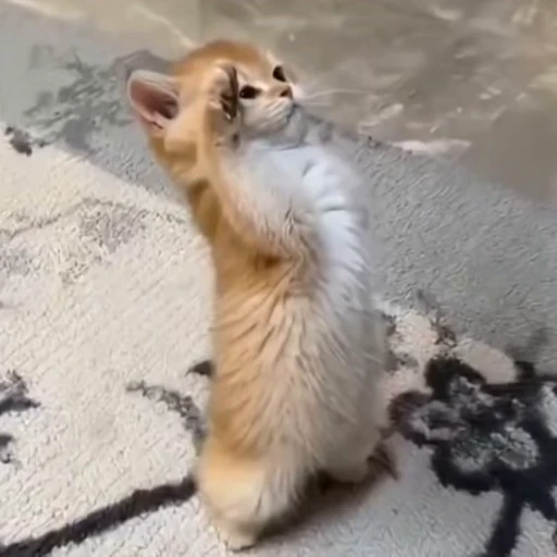 🫡 Стикер «kitties» для Telegram