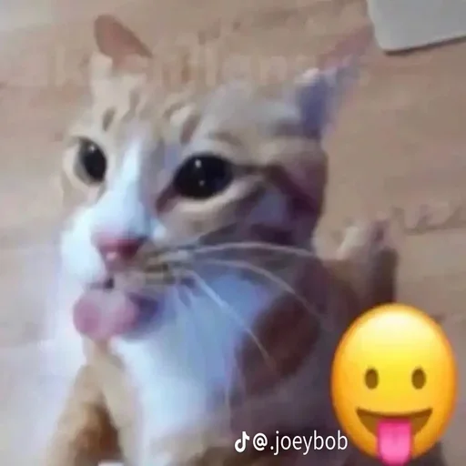 😛 Стикер «kitties» для Telegram