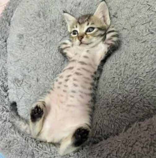 🌟 Стикер «kitties» для Telegram
