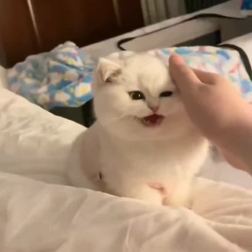 ❤ Стикер «kitties» для Telegram