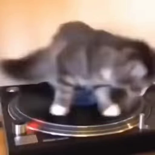 🪩 Стикер «kitties» для Telegram