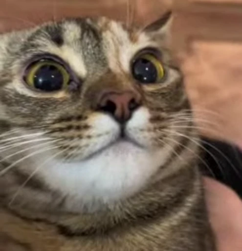 😃 Стикер «kitties» для Telegram