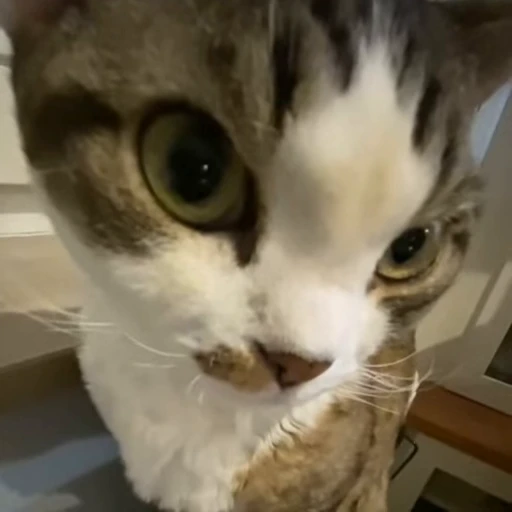 Стикерпак kitties для Telegram