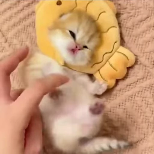 🌟 Стикер «kitties» для Telegram