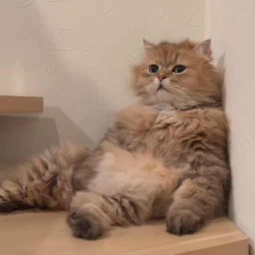🥱 Стикер «kitties» для Telegram