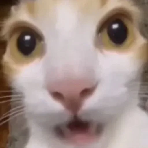 🌟 Стикер «kitties» для Telegram