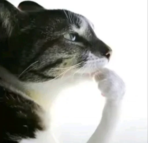 🤩 Стикер «kitties» для Telegram