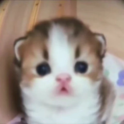 🌟 Стикер «kitties» для Telegram