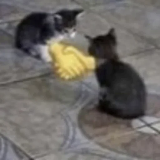 🤝 Стикер «kitties» для Telegram