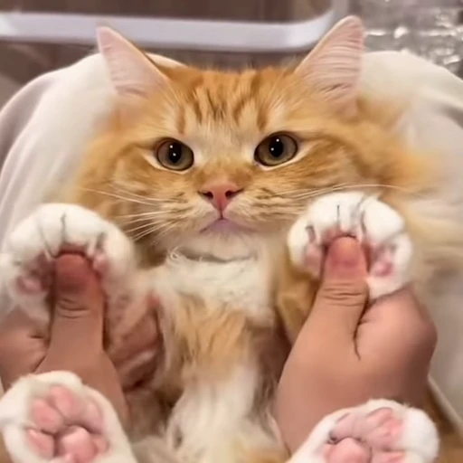 🥰 Стикер «kitties» для Telegram