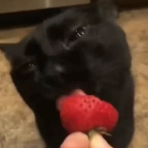🍓 Стикер «kitties» для Telegram