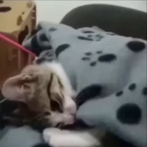 😴 Стикер «kitties» для Telegram
