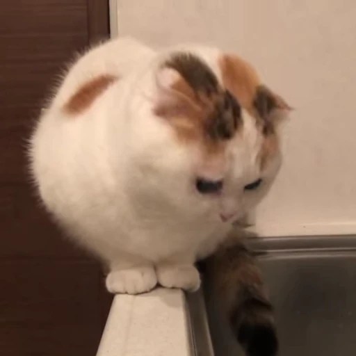 🤔 Стикер «kitties» для Telegram