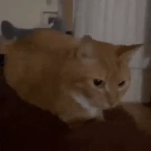🌟 Стикер «kitties» для Telegram