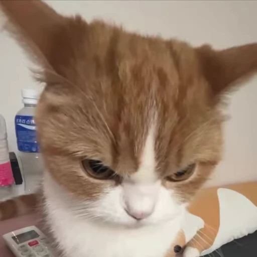 😡 Стикер «kitties» для Telegram