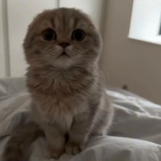 😨 Стикер «kitties» для Telegram