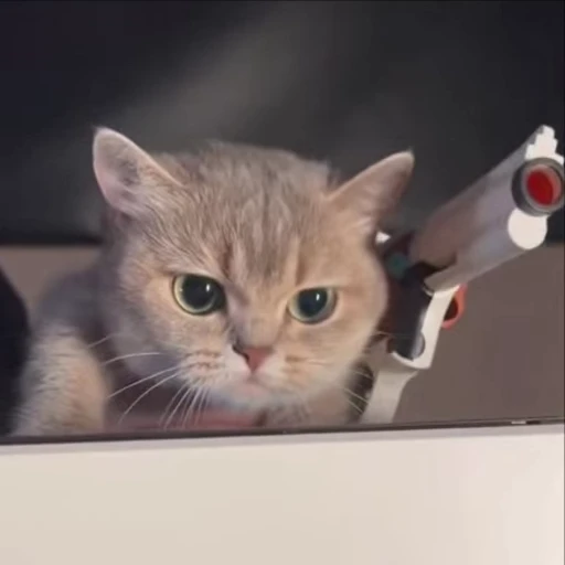 😂 Стикер «kitties» для Telegram