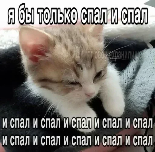 🌟 Стикер «kitties» для Telegram