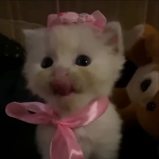😻 Стикер «kitties» для Telegram