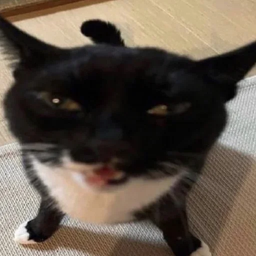 🤬 Стикер «kitties» для Telegram