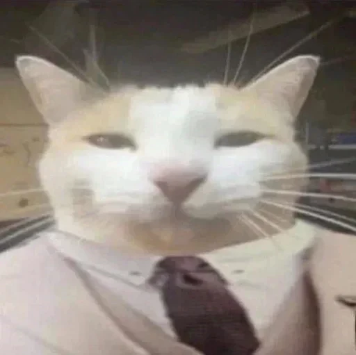 🌟 Стикер «kitties» для Telegram