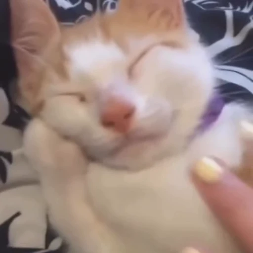 😴 Стикер «kitties» для Telegram