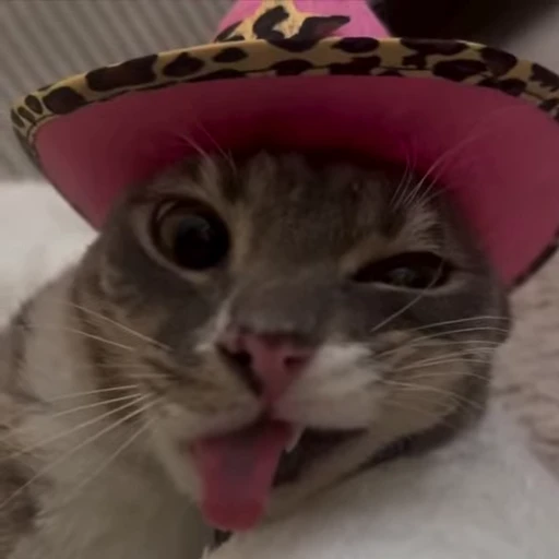 😡 Стикер «kitties» для Telegram