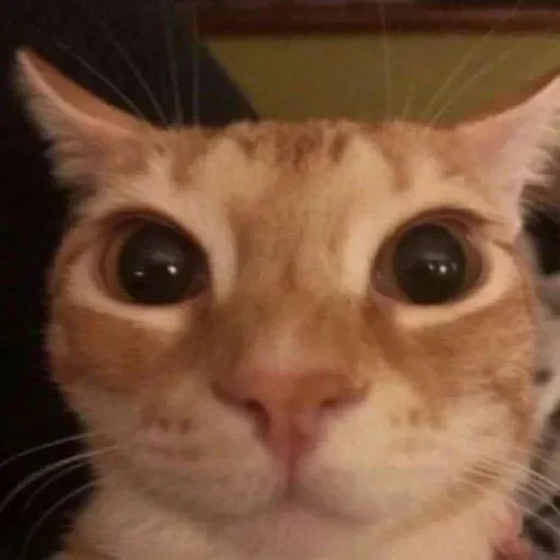 😃 Стикер «kitties» для Telegram