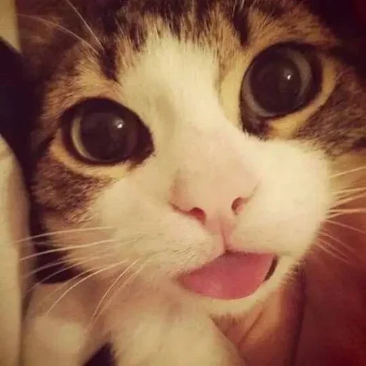 🥰 Стикер «kitties» для Telegram