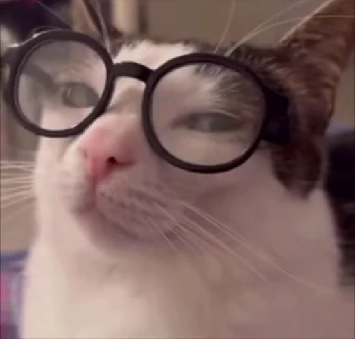 🤔 Стикер «kitties» для Telegram