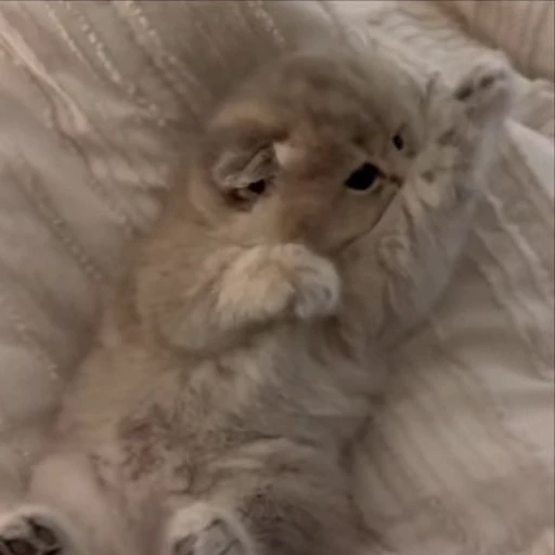 🤩 Стикер «kitties» для Telegram