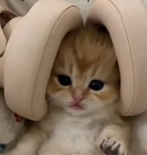 🌟 Стикер «kitties» для Telegram