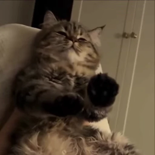 👯‍♀ Стикер «kitties» для Telegram