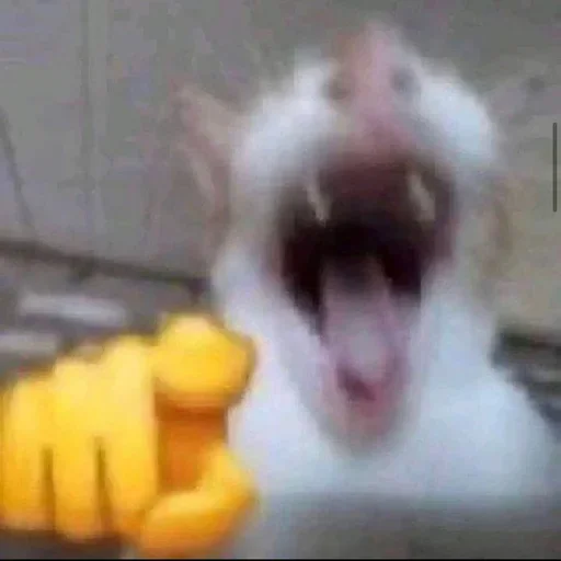 😂 Стикер «kitties» для Telegram