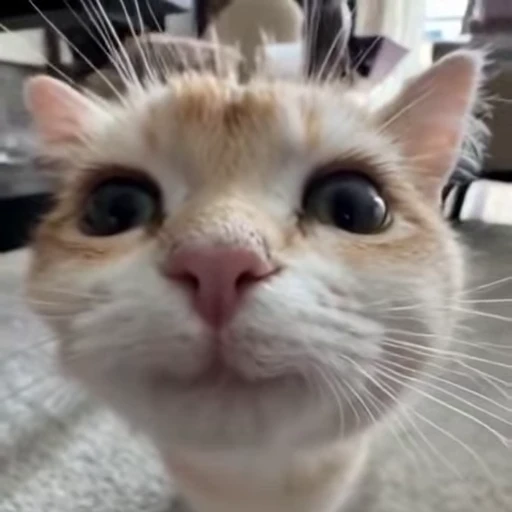 😁 Стикер «kitties» для Telegram