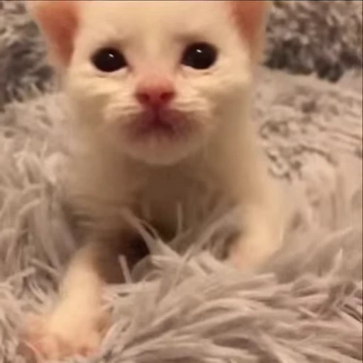 🤗 Стикер «kitties» для Telegram